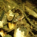 Ophiura albida (Heller Schlangenstern)
